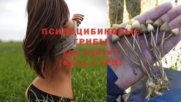гидра Елизово